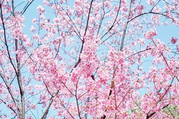 Sakura and Blue Sky
