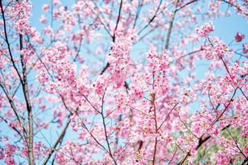 Sakura and Blue Sky