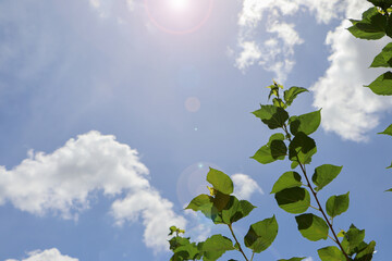 A branch of a tree with a raised top against a blurred sky background.