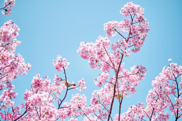 Warbler with Sakura (Cherry Blossom) 