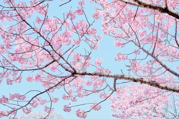 Obraz premium Warbler with Sakura (Cherry Blossom) 