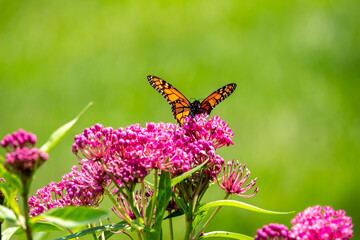 Macro abstract view of a monarch butterfly feeding on the flower blossoms of an attractive rosy...