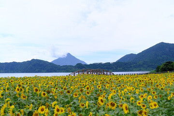 Fototapeta premium 池田湖のひまわりの風景