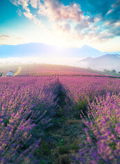 Naklejka na ściany i meble Lavender field summer sunset landscape with single tree near Valensole.Provence,France