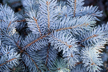 Naklejka na ściany i meble Branches of a beautiful blue spruce or pine close-up, beautiful winter background