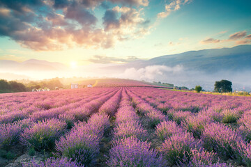 Plakat Lavender field summer sunset landscape with single tree near Valensole.Provence,France