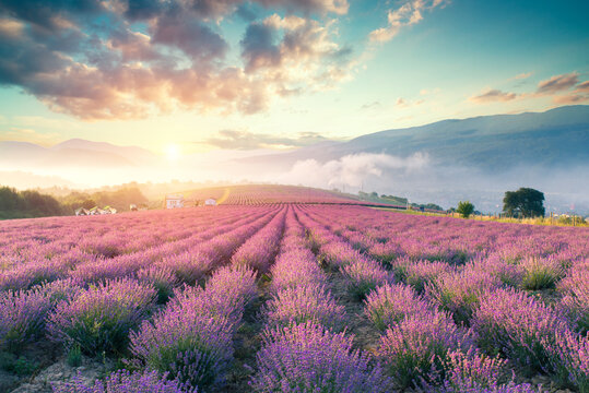 Lavender field summer sunset landscape with single tree near Valensole.Provence,France © kishivan