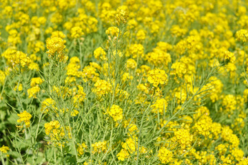 Canola Flower Field