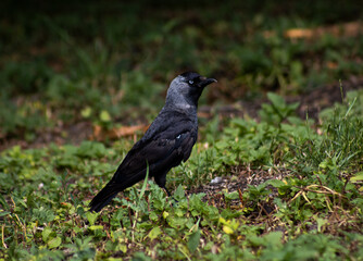 crow on the grass
