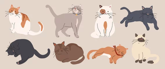 Foto op Plexiglas Cute and funny cats doodle vector set. Cartoon cat or kitten characters design collection with flat color in different poses. Set of purebred pet animals isolated on white background. © TWINS DESIGN STUDIO