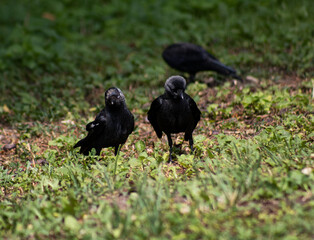 crows on the grass