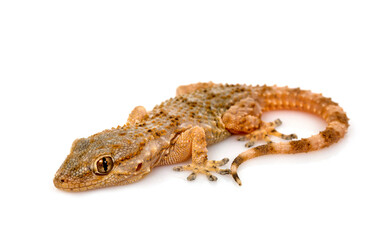 Naklejka premium Gecko in studio