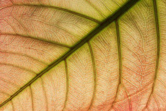 Macro Yellow Brown Leaf Texture And Background