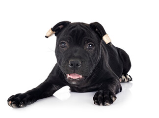 puppy staffordshire bull terrier