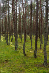 An image of a dancing forest on the Curonian Spit in the Kaliningrad region in Russia.