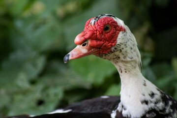 close up of a duck
