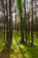 Fototapeta na wymiar An image of a dancing forest on the Curonian Spit in the Kaliningrad region in Russia.