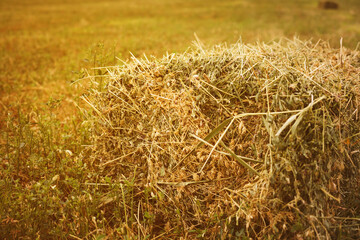 stack of hay on field close up. Details of hay straw