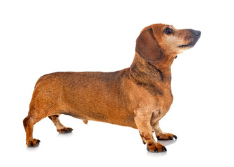 Dachshund in studio