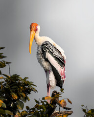 Painted Stork