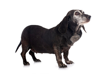 Dachshund in studio