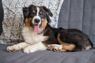 Australian shepherd three colours puppy do lie on couch 