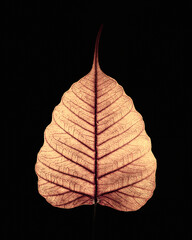 Golden Leaf