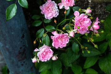Blooming roses and green leaves in garden