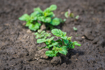 Potatoes plants on the field. Selective focus.