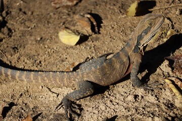 The Australian water dragon (Intellagama lesueurii) along side the Nepean River on a sunny day.