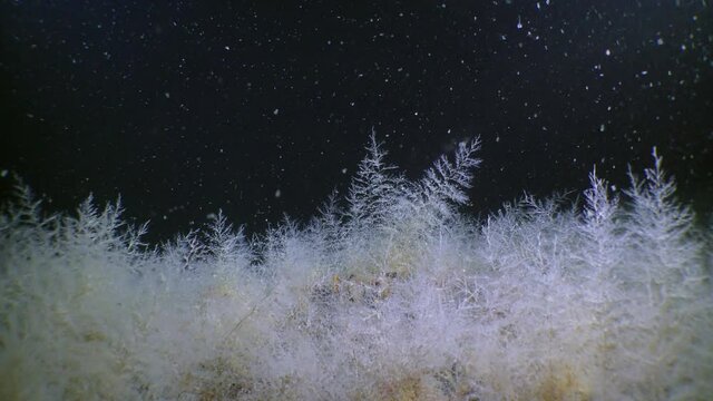 Thickets of elegant bushes Bell Hydroid (Obelia geniculata) on the seabed.