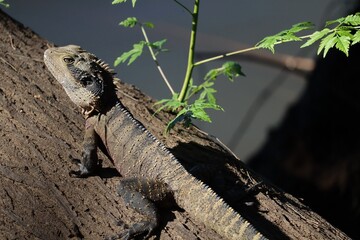 The Australian water dragon (Intellagama lesueurii) along side the Nepean River on a sunny day.
