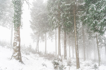 Fototapeta na wymiar snow covered trees in the forest