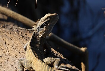 The Australian water dragon (Intellagama lesueurii) along side the Nepean River on a sunny day.