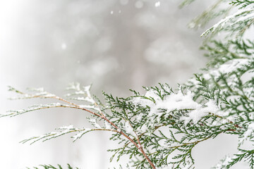 snow covered branches of pine