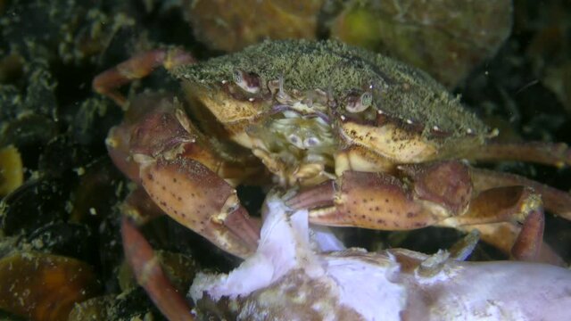 Green crab or Shore crab (Carcinus maenas) is trying to tear a piece of meat from dead fish, close-up.