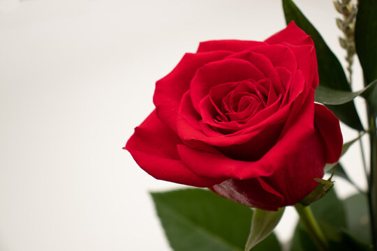 Close up detail of a red rose. Romantic background with a rose flower on the right and white background space on the left.