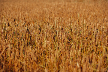 golden wheat field