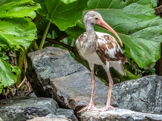 Oiseau perché