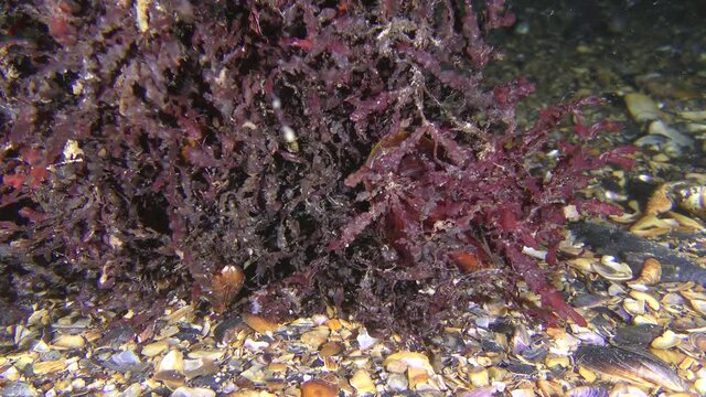 Red algae Phyllophora (Phyllophora crispa) on the seabed.