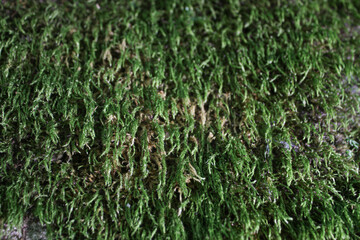 Wet moss in a tropical forest