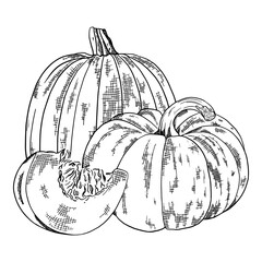 Set of hand drawn sketch pumpkins. Organic sketch of a harvest of vegetables. Engraving style vector illustration. Can be used for menus, brochures, banners, labels.