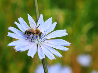 Gemeine Wegwarte mit Biene