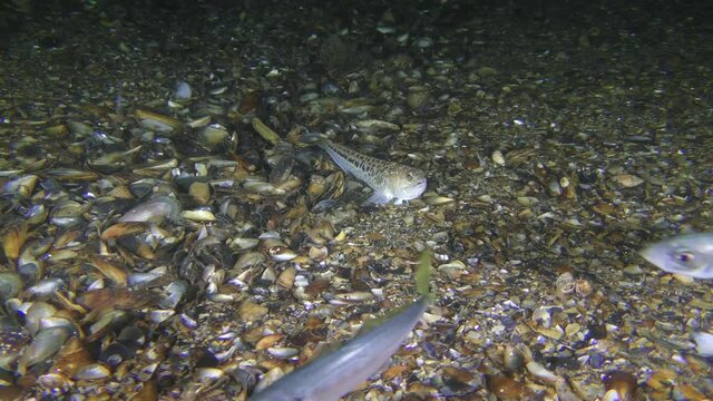 The poisonous fish Greater weever (Trachinus draco) watches a flock of horse mackerel.