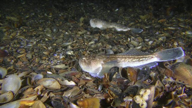 Two fish Atlantic stargazer (Uranoscopus scaber) lie on the seabed, then one of them swims away.