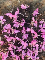 Tea plant flowers lie on a wooden stump. Pink flowers are collected for future consumption.