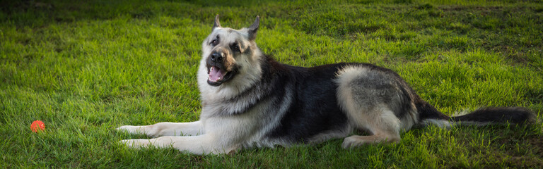 A watchdog, a formidable Eastern European Shepherd dog with a joyful look lies on the green grass with an orange ball. Horizontal panorama. A place for text advertising