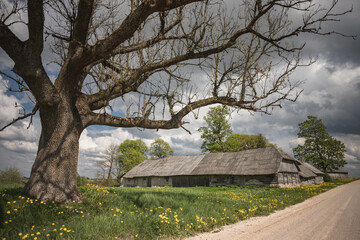 big oak tree with bare branches on the country road side. Dry gravel pebble dirt road in Latvian countryside. Old wooden vintage barn or house in background. Some yellow dandelions in meadow. Cloudy.