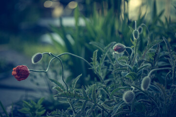 Flower red poppy blooming in the garden. Peony poppy. Decorative poppy. Beautiful red poppy flower	