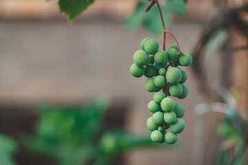 Close-up of a cluster of green grapes in the greenhouse with house wall in the background